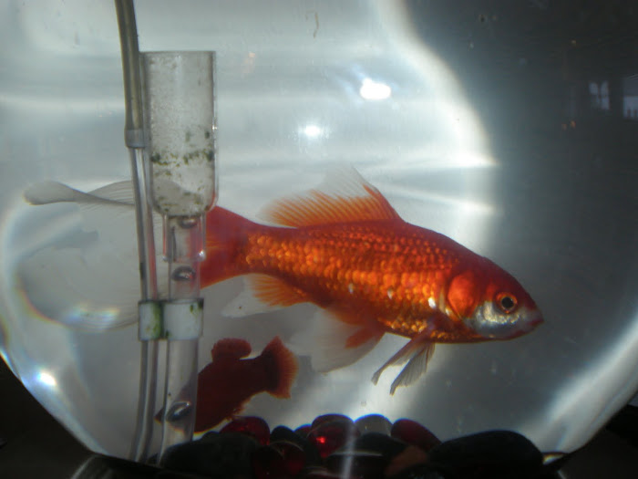 Sett fra en gullfisk's synspunkt ?