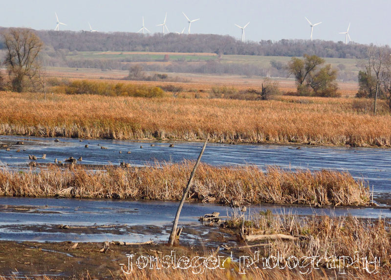 Northern Illinois Birder Horicon Marsh National Wilflife Refuge