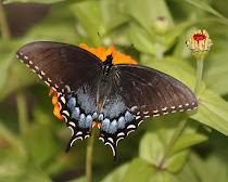 Dark Tiger Swallowtail