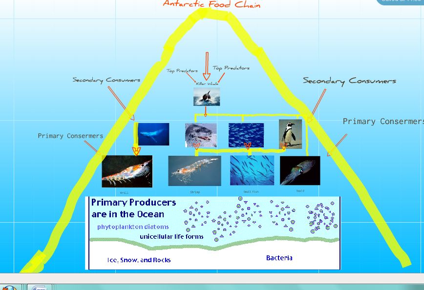 Blaise's Science Blog: Antarctic Food Chain diagram of the food chain 