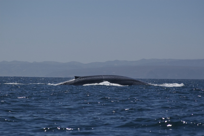 IF YOU CAN DREAM IT YOU CAN DO IT GEOGRAPHIC CHANNEL if-you-can-dream-it-you-can-do-it-geographic-channel