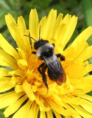 [andrena-cineraria-web.jpg]