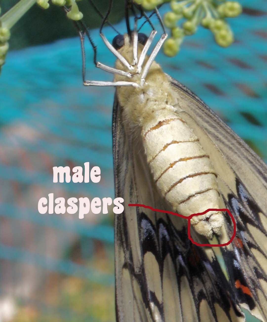 [male+claspers+gst.jpg]