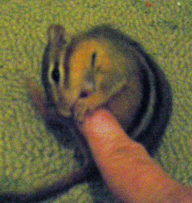 Wrestling after breakfast