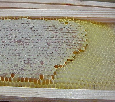 honey bee hive extraction comb