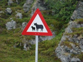 Schapen