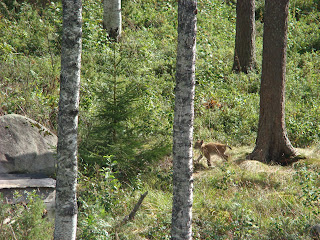 Lynx