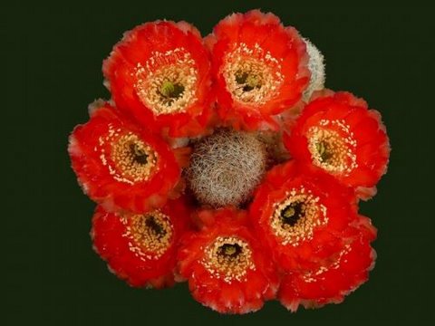 [cactusflowers07vq5-742027.jpg]