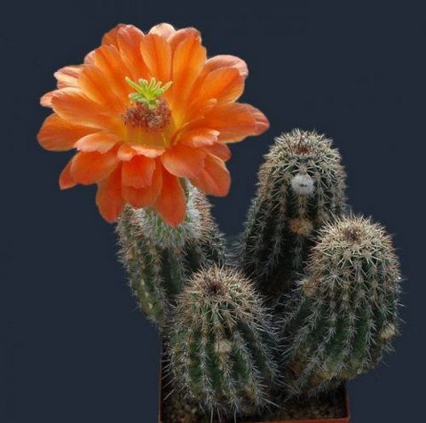 [cactusflowers10ia0-750495.jpg]