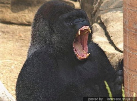 [yawning+animals+flickzzz.com+007-715191.jpg]