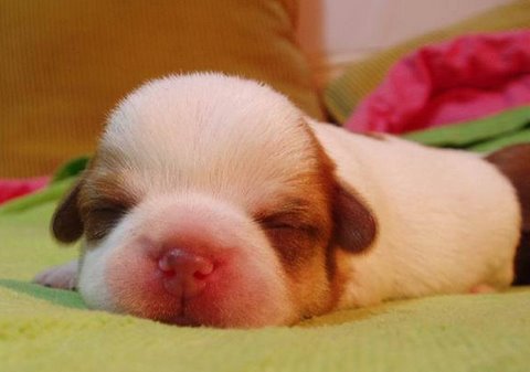 [flickzzz.com+cute+puppies+006-701480.jpg]