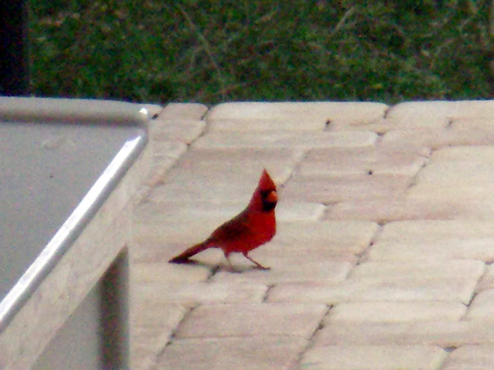 Dazzling Alynn Red Jay Bird!