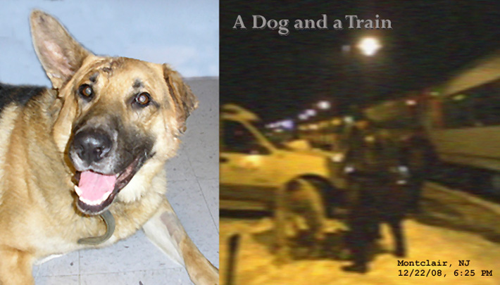 A Dog and A Train