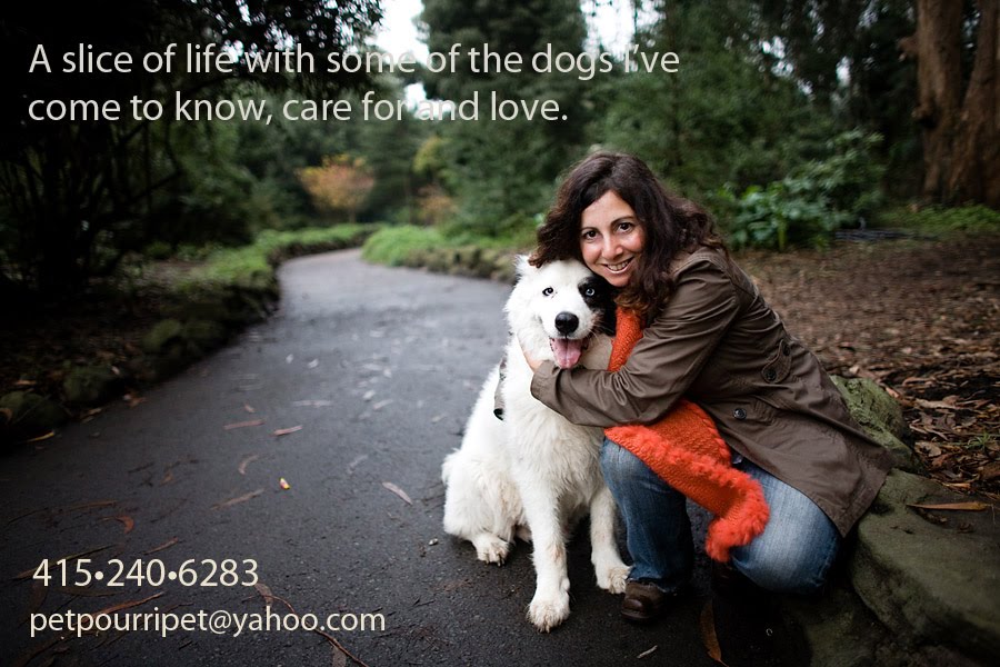 A slice of life with some of the dogs I've come to know, care for & love