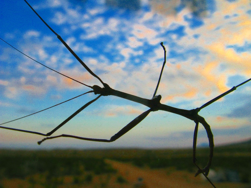 The Field Lab stick bug season...