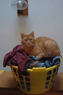 cat on full laundry basket