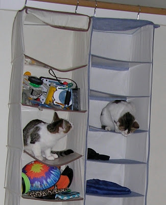kittens in hanging organizer