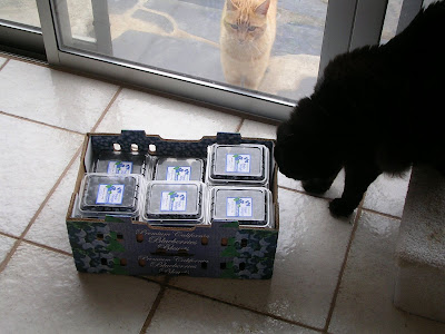 blueberry crates and cats