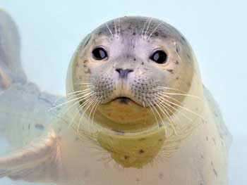 seal, up for adoption