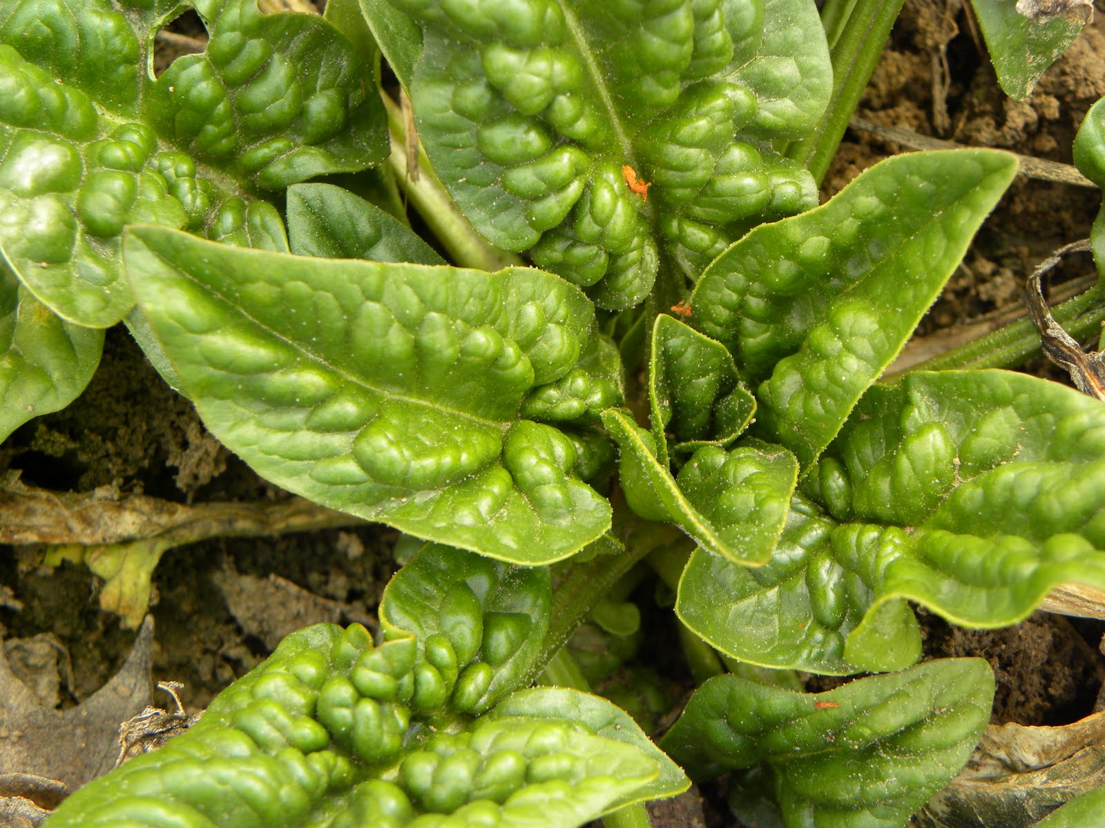 Verona Farmers' Market