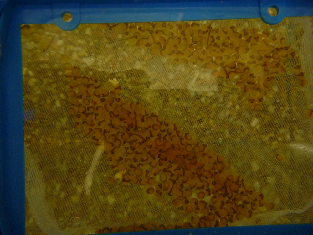 BJHS Trout in the Classroom Eggs Batch 1