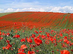 Poppy Field