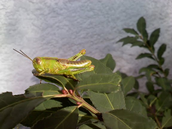 [grasshopper.jpg]