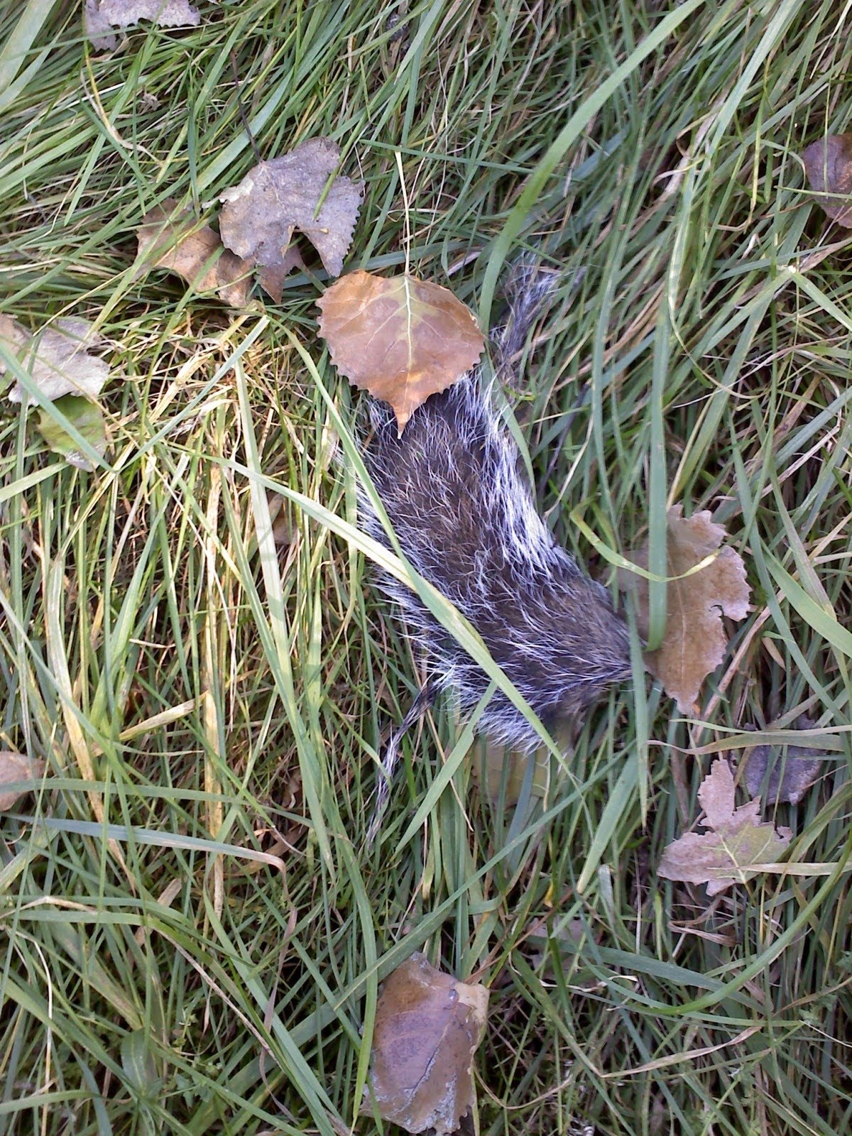 [squirreltail.jpg]