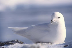 birds antarctic antarctica snow petrel animals antartica petrels rescued many squirrels been squirrel perri raised pure daughter ago continents