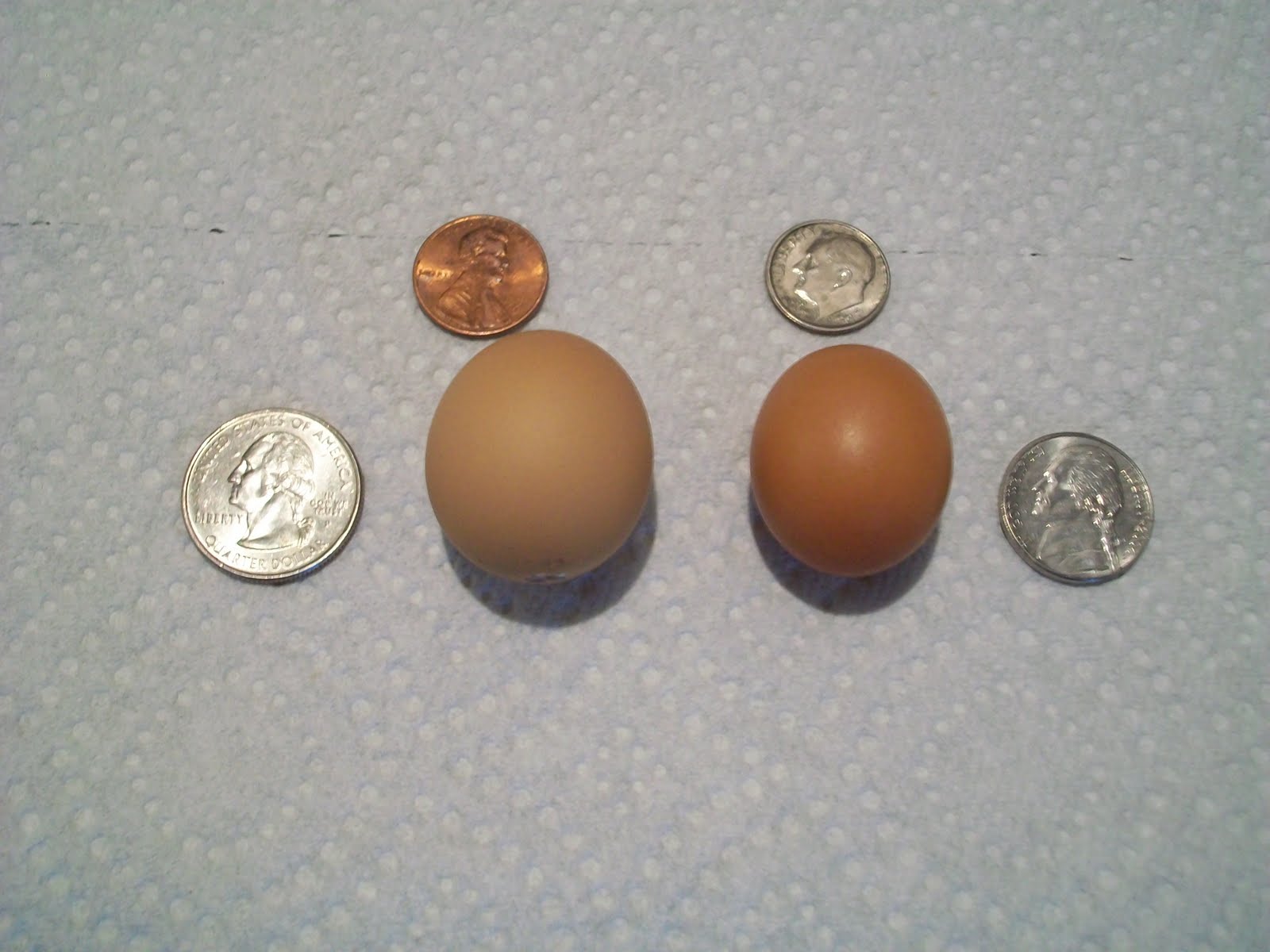 Garden Daddy SMALLEST EGG CONTEST UNDER WAY AT URBAN FARM