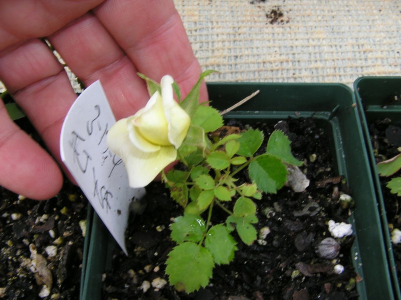 ROSEGASMS Roses From Seeds