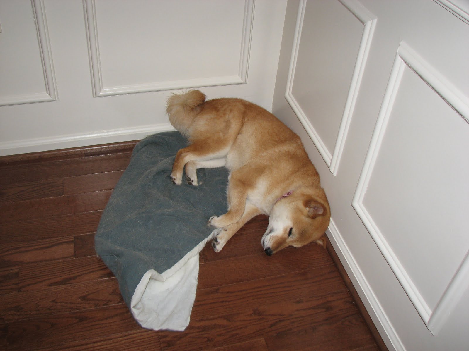 The Misadventures of a Shiba Inu The dogs' corners