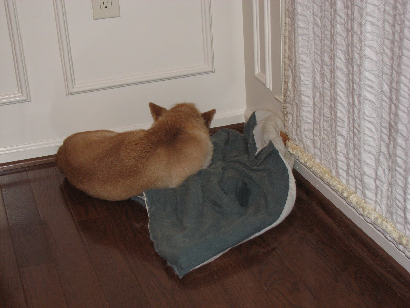 The Misadventures of a Shiba Inu The dogs' corners