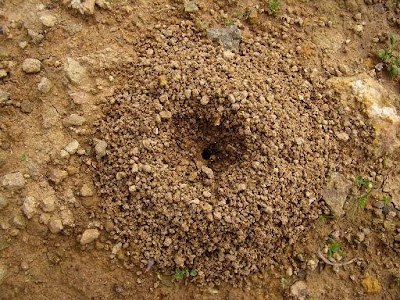 oikaltses: Μία μυρμηγκοφωλιά, θαύμα της φύσης!