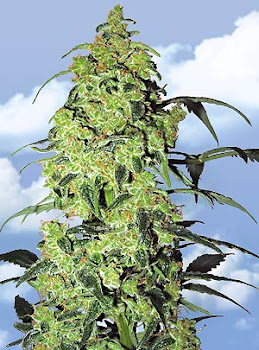 Cannabis Sativa.
