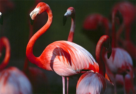 [greater-flamingo.jpg]