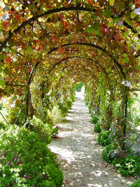 [bear+much+fruit+grapevine.jpg]