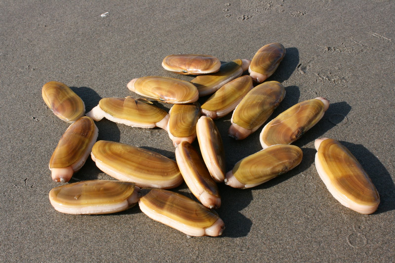 A Creative Kitchen Fried Razor Clams