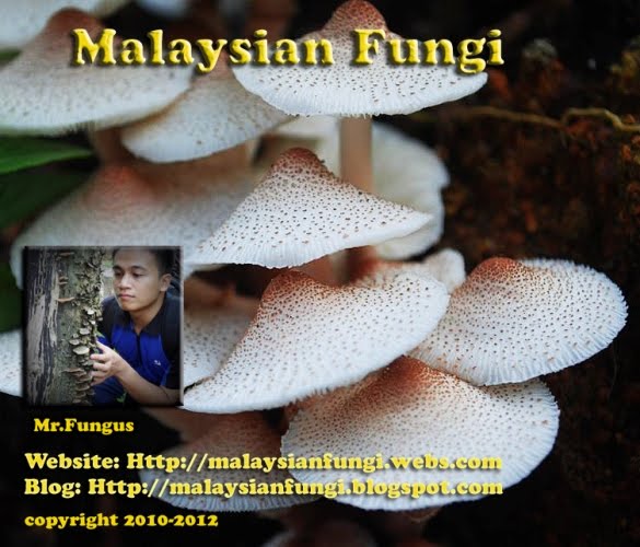 Malaysian Fungi