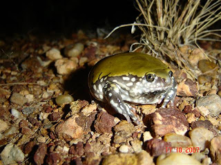 Attack of The Silverfish!: Anuran Spotlight: MEULLER'S TERMITE FROG ...