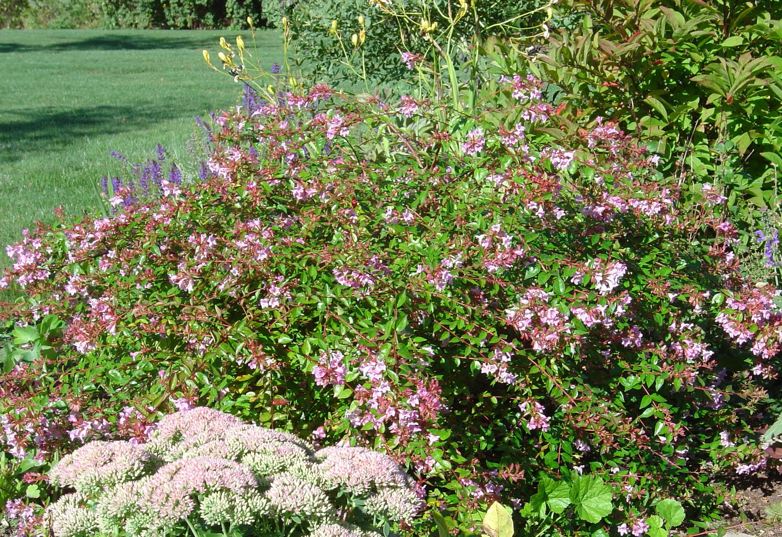 Adorable Abelia Steemit