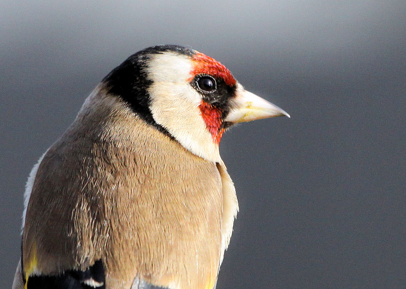 The Birds of Kent Goldfinch