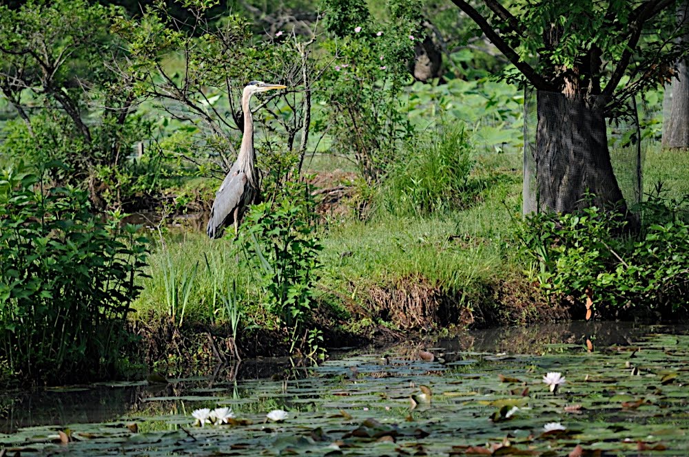 Two DC Kenilworth Aquatic Gardens
