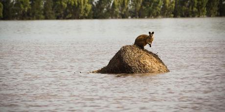 http://4.bp.blogspot.com/_trLeQaJFWqE/TR0oikr6GwI/AAAAAAAAGAs/fPOEEikBL1o/s1600/wet%2Bwallaby.JPG