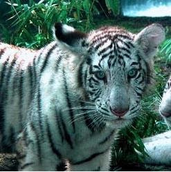 Tiger and Lion