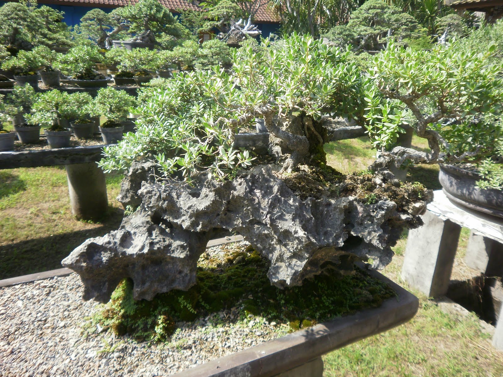 The Tree Blog Cafe BonsaiSanur Bali