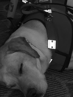 Black/white picture of Toby sleeping in coat/harness