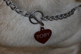 Close up picture of Toby's chain collar with his new red heart tag, you can see his name on the tag