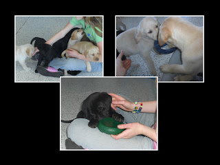 Layout of 3 pictures of the cute puppies in the Puppy kennel. 1 photo you can see 5+ puppies in my lap, the second is 2 puppies playing tug, and the third is of a cute black puppy chewing on a toy
