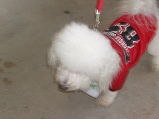Picture of a cute white doggy Toby made friends with, he is wearing a red shirt